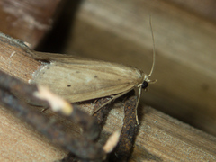 Scirpophaga