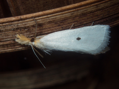 Scirpophaga melanostigma