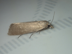 Scirpophaga