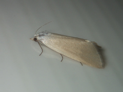 Scirpophaga
