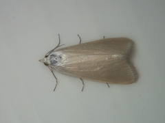 Scirpophaga