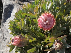 Protea magnifica