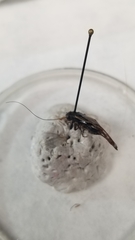 Tettigidea lateralis