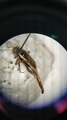 Tettigidea lateralis