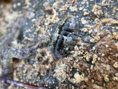 Ischnochiton smaragdinus