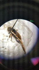 Tettigidea lateralis