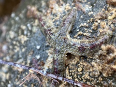 Allostichaster polyplax