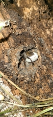 Uliodon