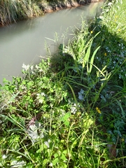 Poa trivialis