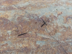 Hydrometra stagnorum