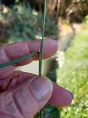 Poa trivialis