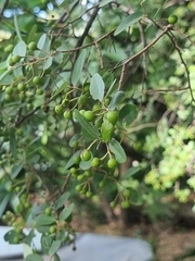 Grewia bicolor