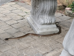 Crotaphopeltis hotamboeia