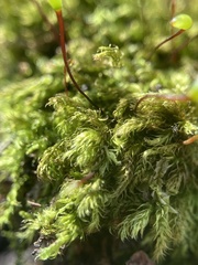 Brachytheciastrum velutinum