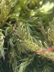 Brachytheciastrum velutinum