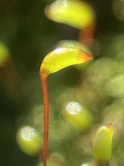 Brachytheciastrum velutinum