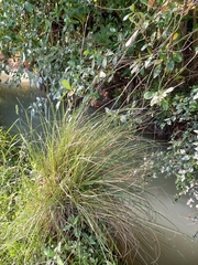 Carex virgata