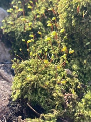 Brachytheciastrum velutinum