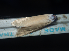 Scirpophaga