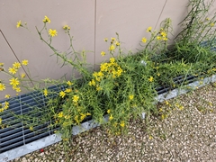 Senecio inaequidens