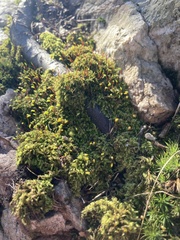 Brachytheciastrum velutinum