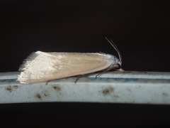 Scirpophaga