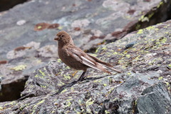 Leucosticte arctoa