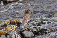 Leucosticte arctoa