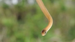 Hebius vibakari