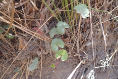 Sidalcea calycosa rhizomata
