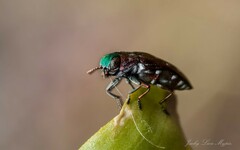 Diphucrania