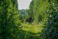 Bison bison athabascae