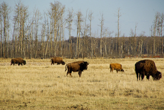 Bison bison athabascae
