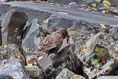 Leucosticte arctoa