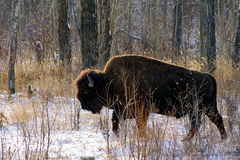 Bison bison athabascae