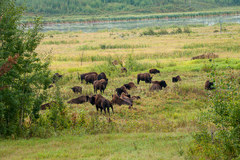 Bison bison athabascae