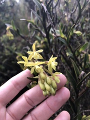 Epidendrum