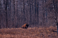 Bison bison athabascae