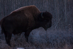Bison bison athabascae