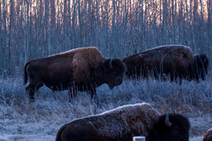 Bison bison athabascae