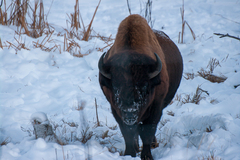 Bison bison athabascae