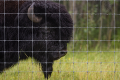 Bison bison athabascae
