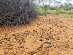 Delma australis