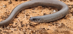 Delma australis