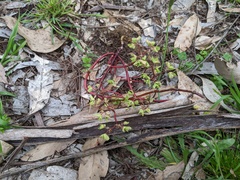 Chenopodium robertianum