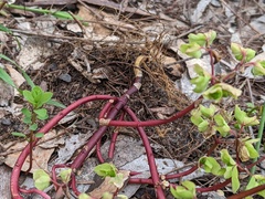 Chenopodium robertianum
