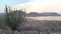 Stenocereus thurberi