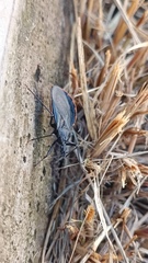 Triatoma