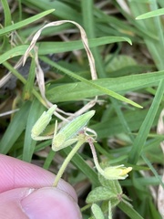 Oxalis corniculata image