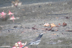 Motacilla maderaspatensis